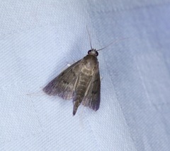 Omiodes tristrialis