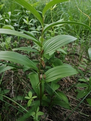 Polygonatum humile