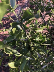 Salvadora australis