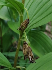 Polygonatum humile