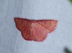 Chrysocraspeda miniosa