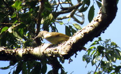 Phyllastrephus flavostriatus