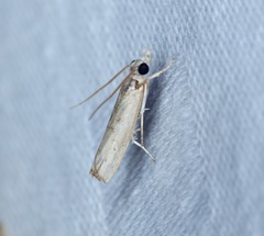 Culladia hastiferalis