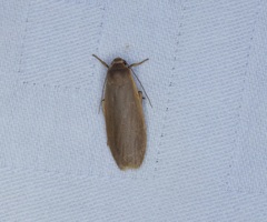 Danielithosia immaculata