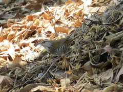 Thryophilus pleurostictus