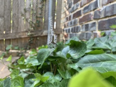Argiope aurantia