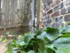 Argiope aurantia