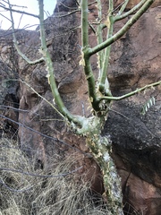 Commiphora marlothii