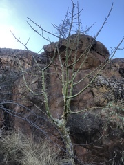 Commiphora marlothii