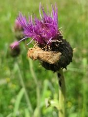 Eriopygodes imbecilla