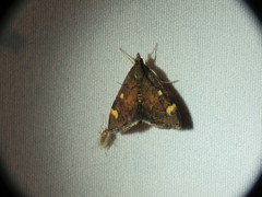 Pyrausta generosa