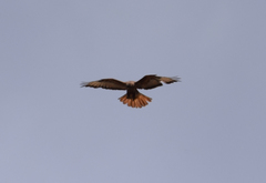 Buteo rufinus rufinus
