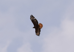 Buteo rufinus rufinus