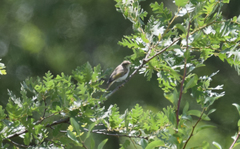 Phylloscopus orientalis