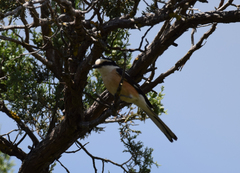 Lanius nubicus