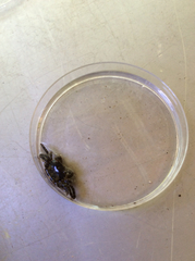 Hemigrapsus sanguineus