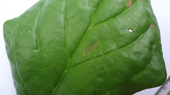 Tournefortia subsessilis