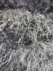 Ramalina cuspidata