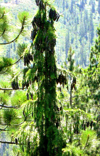 Brewer's spruce (Picea breweriana)