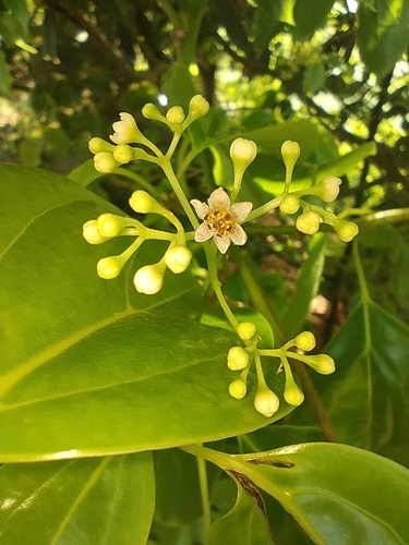 Cinnamomum glanduliferum, 2024-09-28