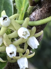 Cynanchum natalitium