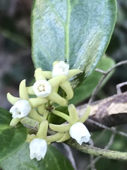 Cynanchum natalitium