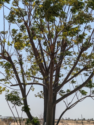 Chinaberry