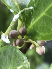 Cynanchum natalitium