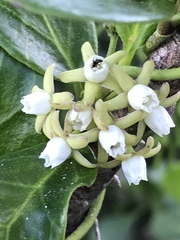 Cynanchum natalitium