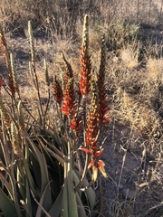 Aloe lutescens
