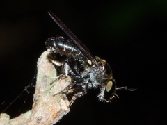 Cerotainia