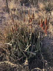 Aloe lutescens