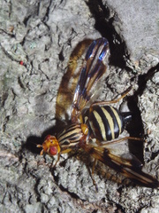 Idana marginata