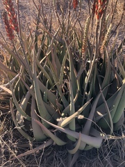 Aloe lutescens