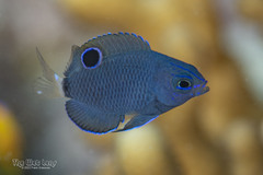 Yellowtail Damsel photo 2