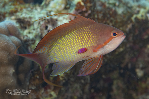 Lyretail Anthias