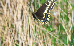 Papilio brevicauda