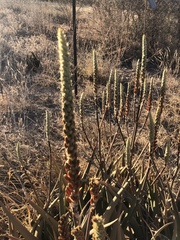 Aloe lutescens