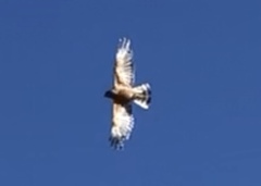 Buteo lineatus