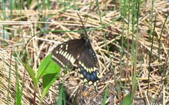 Papilio brevicauda
