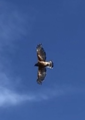Buteo lineatus