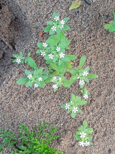 Image of Zaluzianskya gracilis by (c) Martjie Fia Fourie, some rights reserved (CC BY)