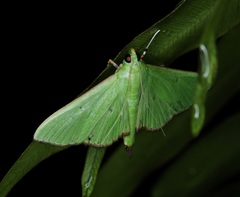 Parotis punctiferalis