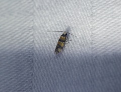 Promalactis lobatifera