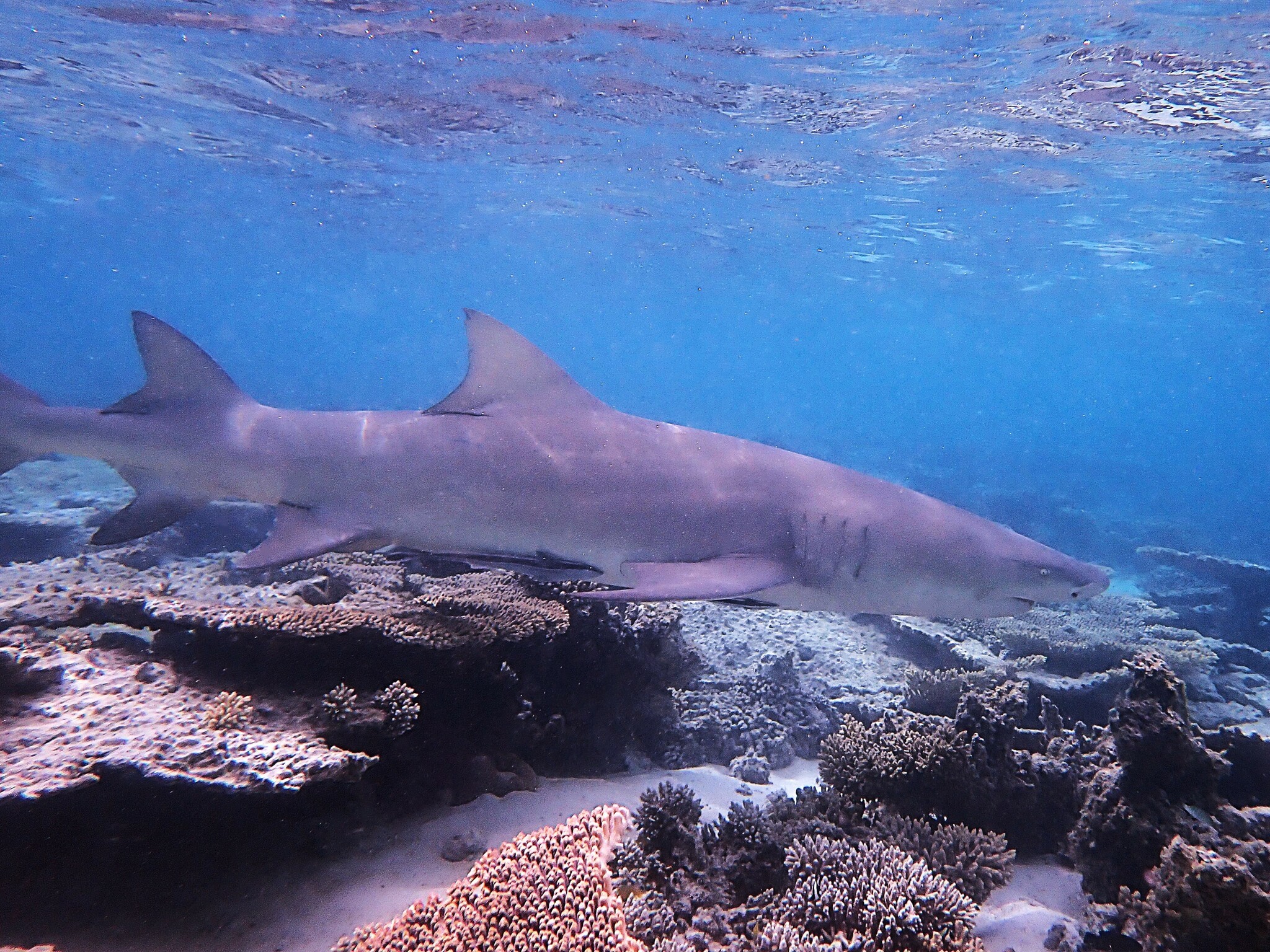 Sicklefin Lemon Shark (Negaprion acutidens) · iNaturalist