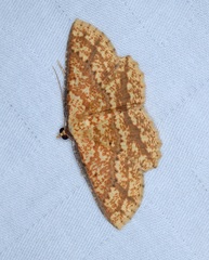 Synegia eumeleata