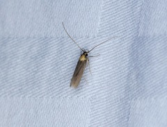 Tegenocharis tenebrans