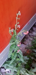 Magnoliopsida