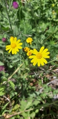 Asteraceae