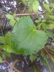 Centella erecta
